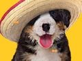 Παιχνίδι Funny Dog: Hidden Bones  σε απευθείας σύνδεση