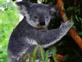Παιχνίδι Χαριτωμένο μωρό Koala Bear  σε απευθείας σύνδεση
