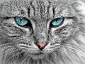 Παιχνίδι Παζλ Cat Eye  σε απευθείας σύνδεση
