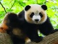Παιχνίδι Χαριτωμένο μωρό Panda  σε απευθείας σύνδεση
