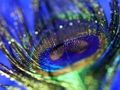 Παιχνίδι Παζλ Peacock Feather  σε απευθείας σύνδεση