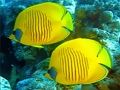 Παιχνίδι Παζλ Underwater World  σε απευθείας σύνδεση