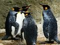 Παιχνίδι Παζλ King Penguin  σε απευθείας σύνδεση