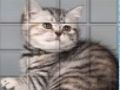 Παιχνίδι Picpu Cat σε απευθείας σύνδεση