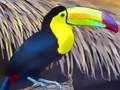 Παιχνίδι Toucan Bird Jigsaw σε απευθείας σύνδεση