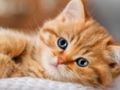Παιχνίδι Συλλογή Kittens Jigsaw Puzzle  σε απευθείας σύνδεση