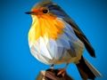 Παιχνίδι Παζλ Poly Birds  σε απευθείας σύνδεση