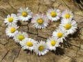 Παιχνίδι Daisy Heart Jigsaw σε απευθείας σύνδεση