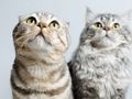 Παιχνίδι Παζλ Cute Cats  σε απευθείας σύνδεση