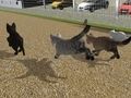 Παιχνίδι Τρέξτε Cat Cat Race  σε απευθείας σύνδεση
