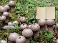 Παιχνίδι Lycoperdon Μανιτάρι γη διαφυγής σε απευθείας σύνδεση