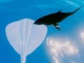 Παιχνίδι Σέρφινγκ Stingrays  σε απευθείας σύνδεση