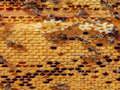 Παιχνίδι Παζλ Honey Bees  σε απευθείας σύνδεση
