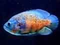 Παιχνίδι Παζλ Tiger Fish  σε απευθείας σύνδεση