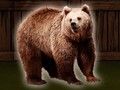 Παιχνίδι Αποθηκεύστε την αρκούδα Grizzly σε απευθείας σύνδεση