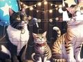 Παιχνίδι Παζλ: Singing Cat  σε απευθείας σύνδεση