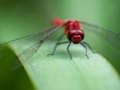 Παιχνίδι Δράκος Fly Jigsaw σε απευθείας σύνδεση