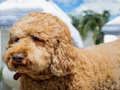 Παιχνίδι Παζλ Labradoodle  σε απευθείας σύνδεση