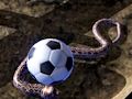 Παιχνίδι Python Snake Simulator σε απευθείας σύνδεση