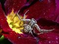 Παιχνίδι Παζλ Crab Spider  σε απευθείας σύνδεση