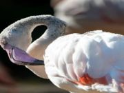 Παιχνίδι Παζλ Flamingo Bird  σε απευθείας σύνδεση
