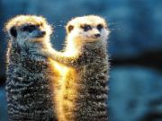 Παιχνίδι Meerkat ζευγάρι παζλ  σε απευθείας σύνδεση