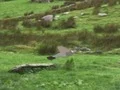 Pigeons Hunting — δωρεάν online παιχνίδι