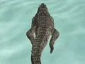 Crocodile Simulator Beach Hunt — δωρεάν online παιχνίδι