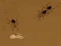 Save the crumb — δωρεάν online παιχνίδι