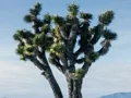 Winter Squirrel Escape — δωρεάν online παιχνίδι