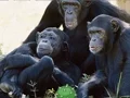 Funny Chimpanzee Jungle Escape — δωρεάν online παιχνίδι