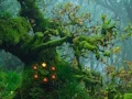 Innocent Sparrow Couple Escape — δωρεάν online παιχνίδι