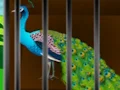 Liberate the Caged Beauty — δωρεάν online παιχνίδι