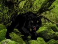 Escape from Black Panther Forest — δωρεάν online παιχνίδι