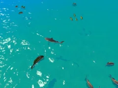 Hungry Shark Hunt — δωρεάν online παιχνίδι