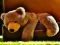 Plush Teddy Bear — δωρεάν online παιχνίδι