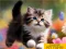 Puzzle Sliding Kittens — δωρεάν online παιχνίδι
