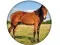Animal Quiz — δωρεάν online παιχνίδι