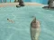 Shark Simulator Beach Killer — δωρεάν online παιχνίδι