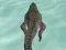Crocodile Simulator Beach Hunt — δωρεάν online παιχνίδι