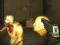Exiled Zombies — δωρεάν online παιχνίδι