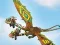 Dragons: Drachenrennen — δωρεάν online παιχνίδι