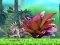 King Julien: Schnapp' die Krone — δωρεάν online παιχνίδι