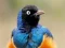 Animal Puzzle: Wildlife & Logic — δωρεάν online παιχνίδι