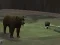 Bear Den — δωρεάν online παιχνίδι