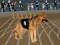 Crazy Dog Racing Fever — δωρεάν online παιχνίδι