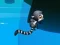 Jungle Jump — δωρεάν online παιχνίδι