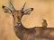 Wild Deer Jigsaw — δωρεάν online παιχνίδι