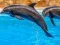 Sea Dolphin Jigsaw — δωρεάν online παιχνίδι