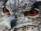 Wild owl Jigsaw — δωρεάν online παιχνίδι
